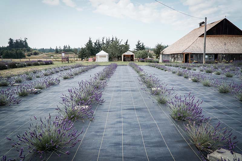 Visiting Lavender Connection Sequim with Toddler